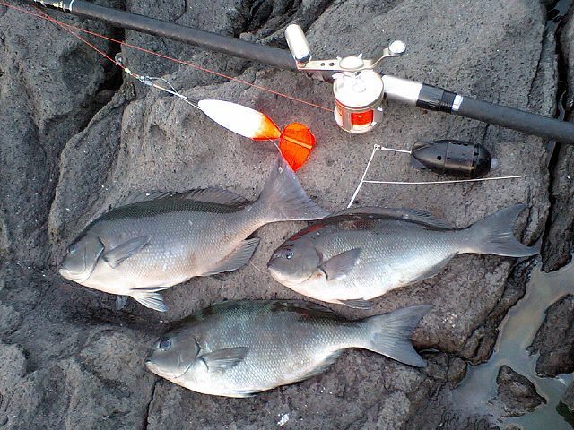 禁断の女の釣り方とは 釣りバカのための魚と女の釣り方